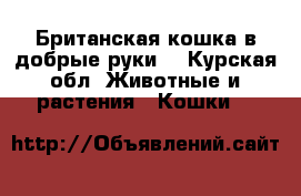 Британская кошка в добрые руки  - Курская обл. Животные и растения » Кошки   
